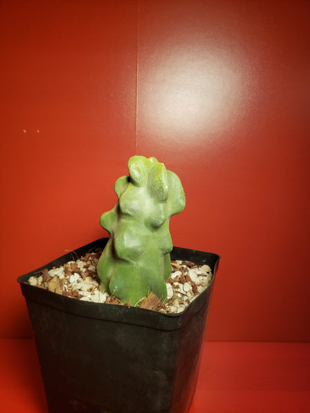 Totem Pole Cactus - Lophocereus schottii 'Montrose'