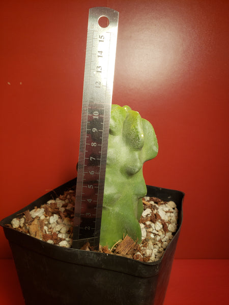 Totem Pole Cactus - Lophocereus schottii 'Montrose'