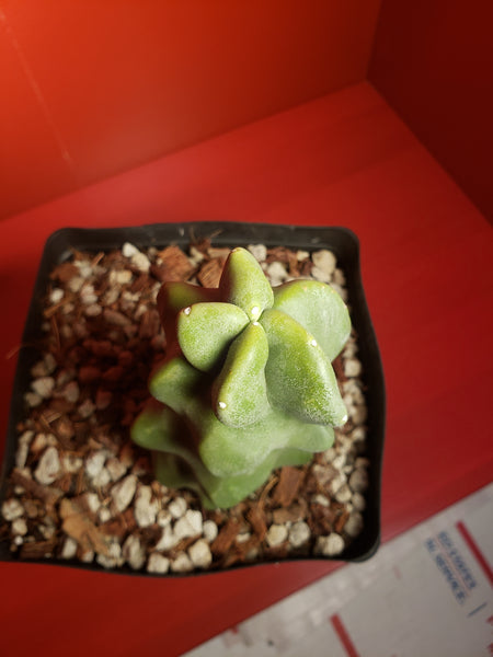 Totem Pole Cactus - Lophocereus schottii 'Montrose'