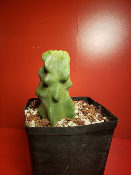 Totem Pole Cactus - Lophocereus schottii 'Montrose'