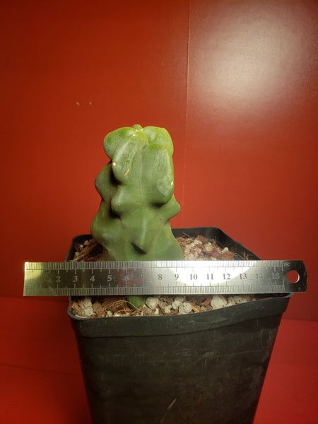 Totem Pole Cactus - Lophocereus schottii 'Montrose'