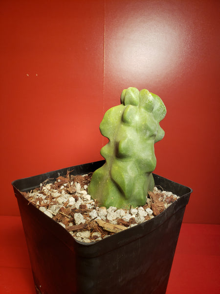 Totem Pole Cactus - Lophocereus schottii 'Montrose'