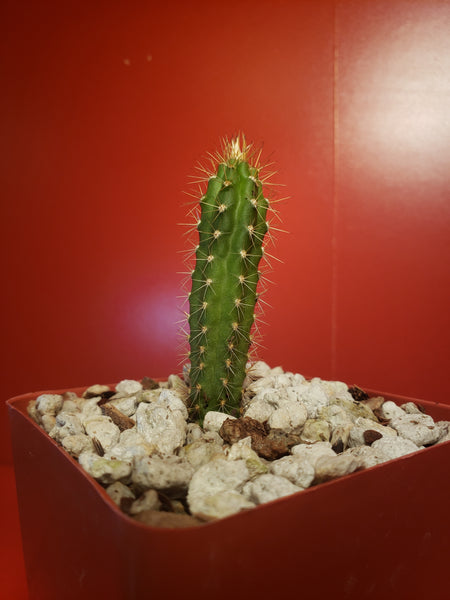 Harrisia gracilis v. aboriginum Seedling