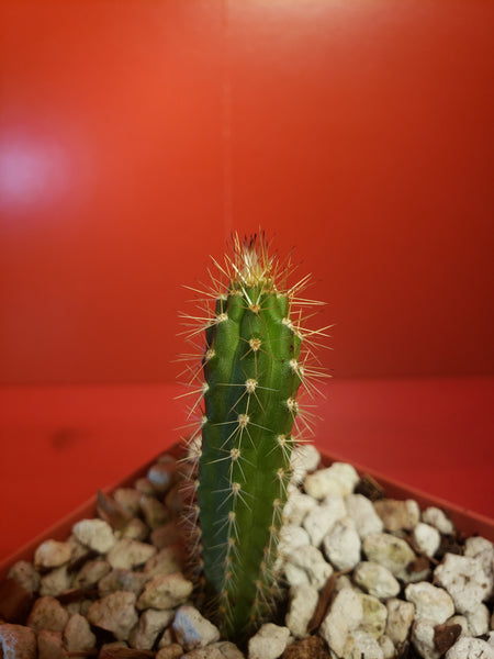 Harrisia gracilis v. aboriginum Seedling