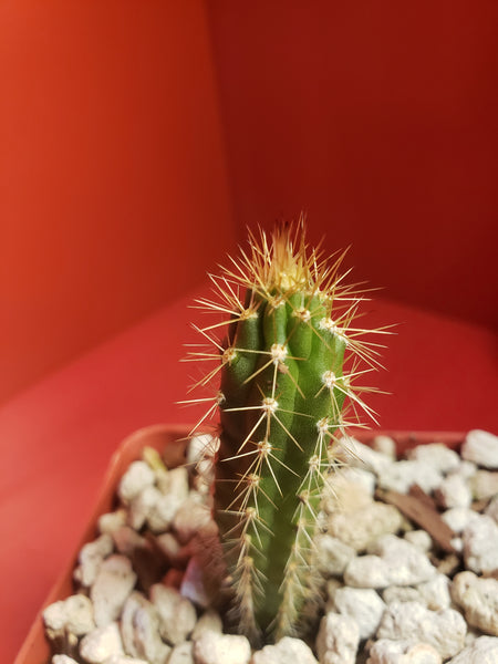 Harrisia gracilis v. aboriginum Seedling