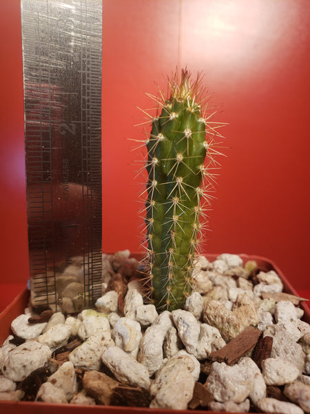 Harrisia gracilis v. aboriginum Seedling