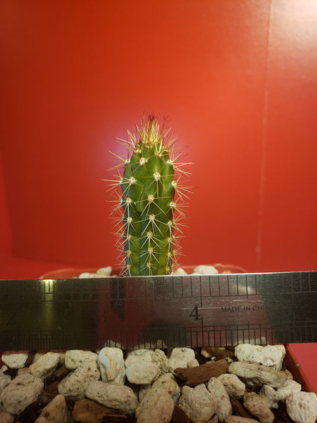 Harrisia gracilis v. aboriginum Seedling