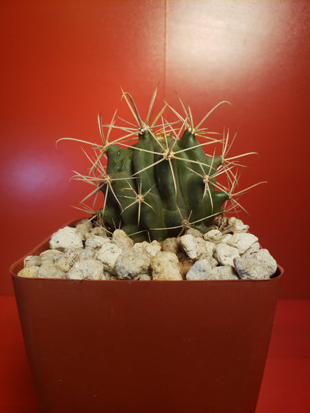 Ferocactus glaucensis - Blue Barrel Cactus