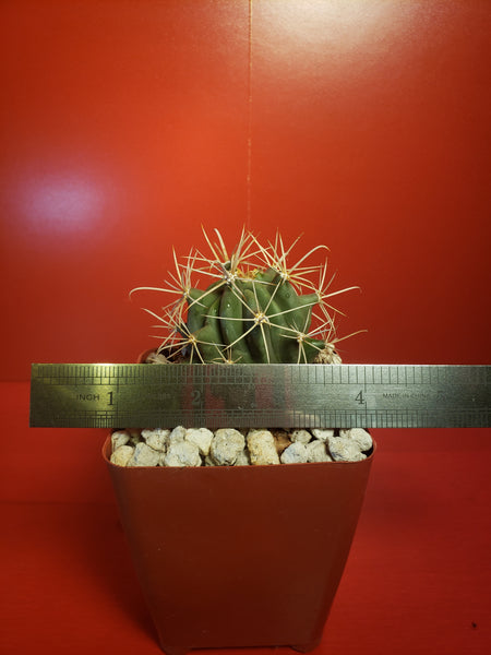 Ferocactus glaucensis - Blue Barrel Cactus