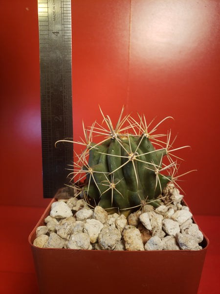 Ferocactus glaucensis - Blue Barrel Cactus