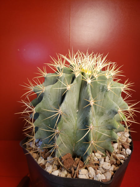 Ferocactus glaucensis - Blue Barrel Cactus