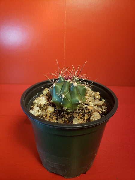 Ferocactus Sp.