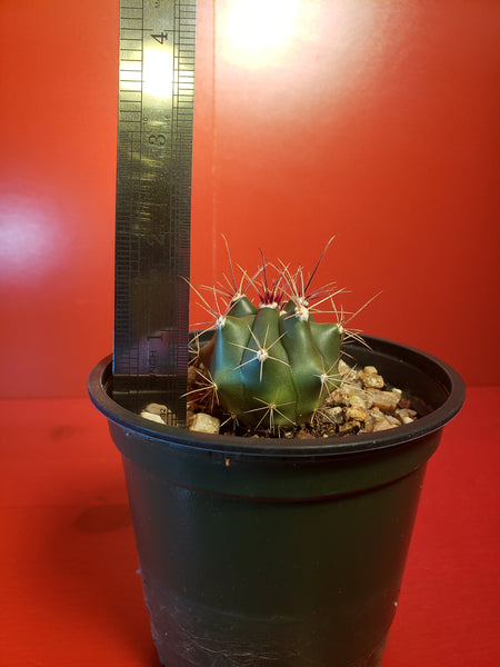 Ferocactus Sp.