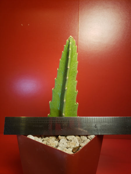 Stapelia gigantea - Carrion Plant - Zulu Giant