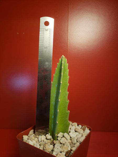 Stapelia gigantea - Carrion Plant - Zulu Giant