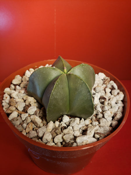 Astrophytum myriostigma nudum - Bishops Cap