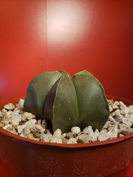 Astrophytum myriostigma nudum - Bishops Cap