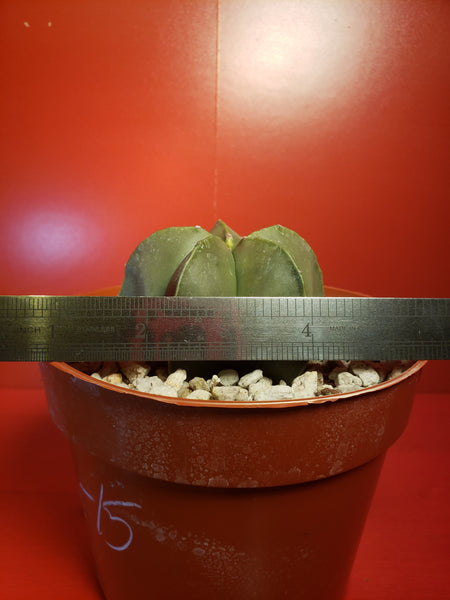 Astrophytum myriostigma nudum - Bishops Cap