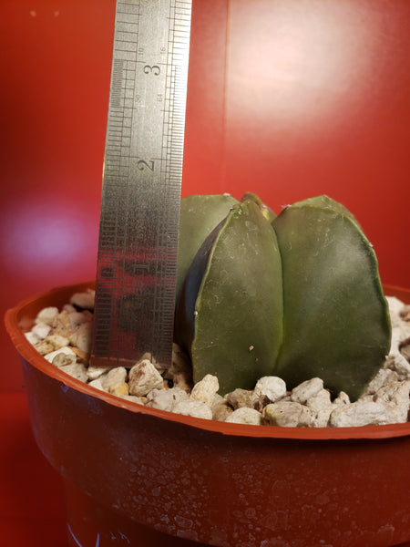 Astrophytum myriostigma nudum - Bishops Cap