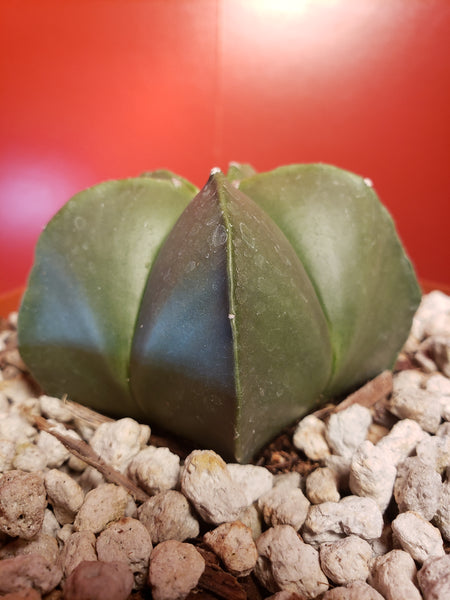 Astrophytum myriostigma nudum - Bishops Cap