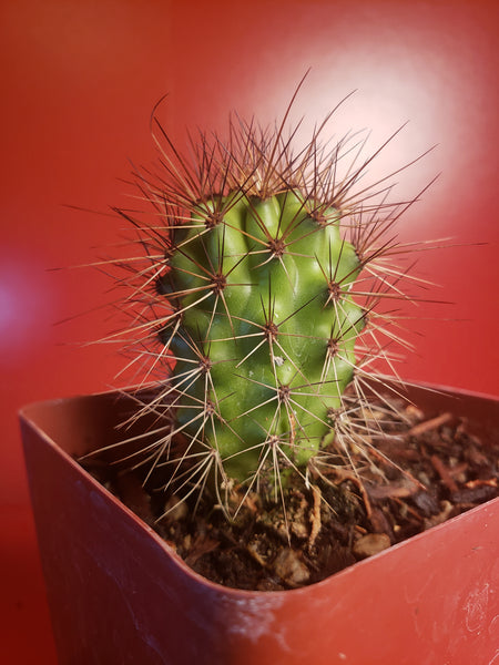 Organ Pipe Cactus - Stenocereus thurberi