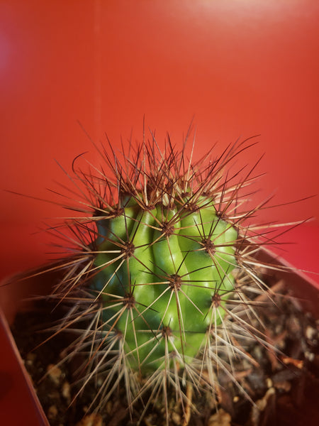 Organ Pipe Cactus - Stenocereus thurberi