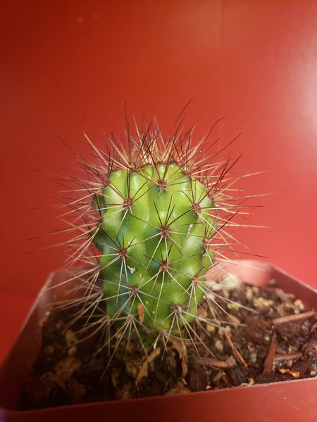 Organ Pipe Cactus - Stenocereus thurberi