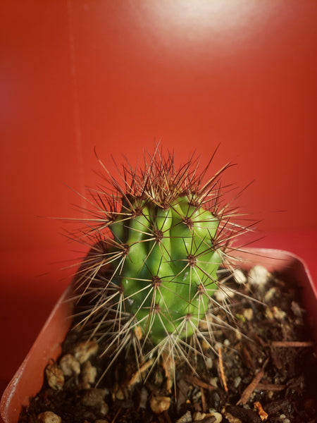 Organ Pipe Cactus - Stenocereus thurberi