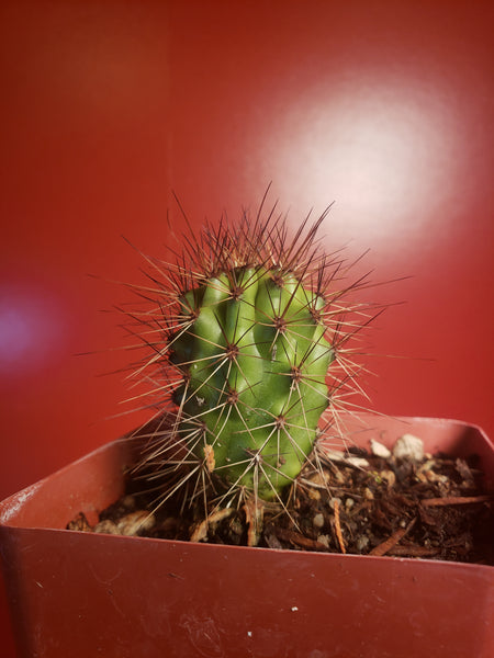 Organ Pipe Cactus - Stenocereus thurberi