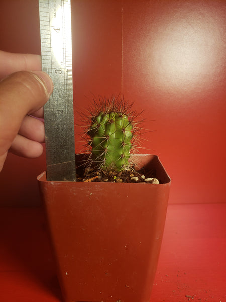Organ Pipe Cactus - Stenocereus thurberi