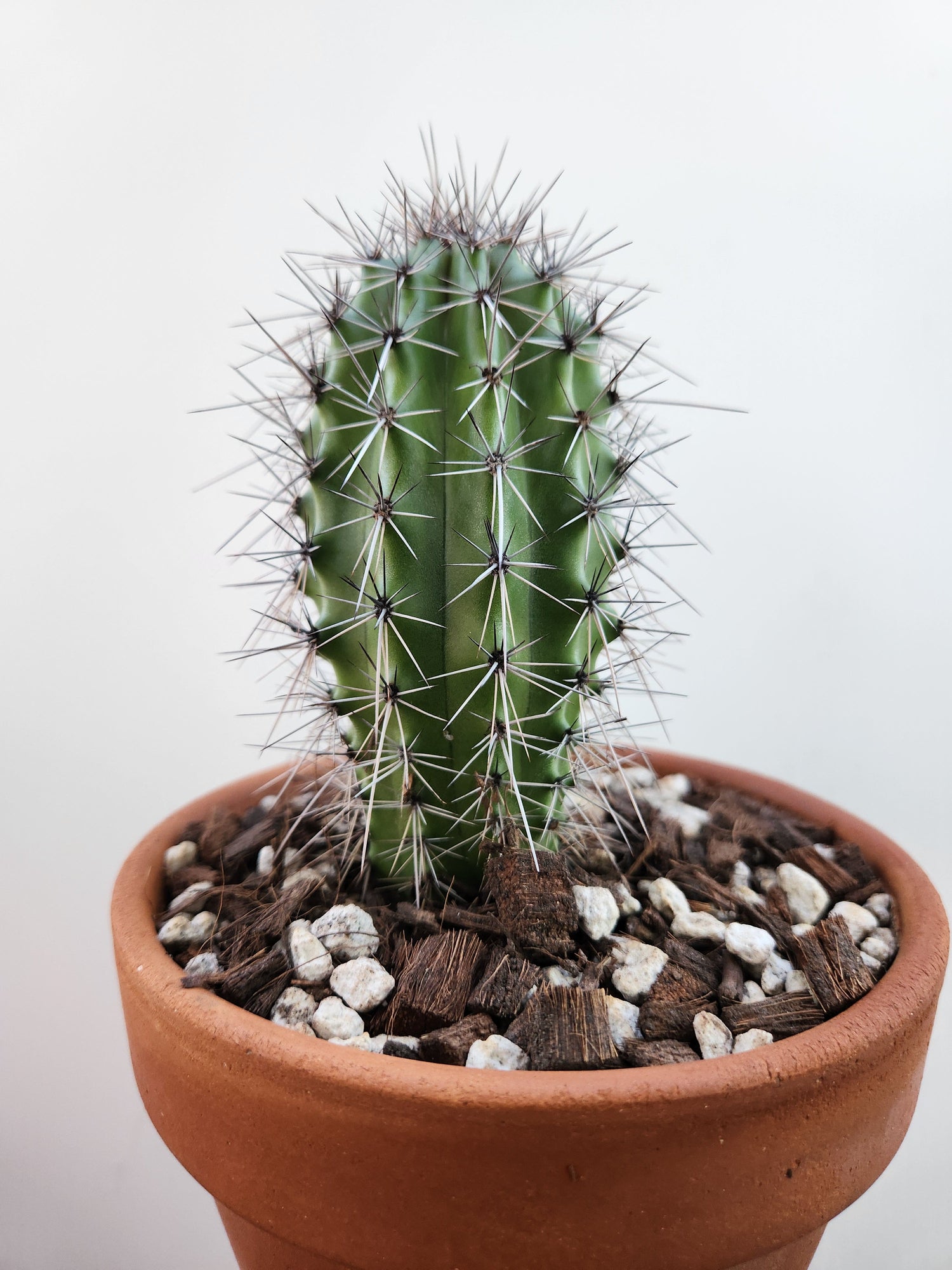 Seed Grown Cactus