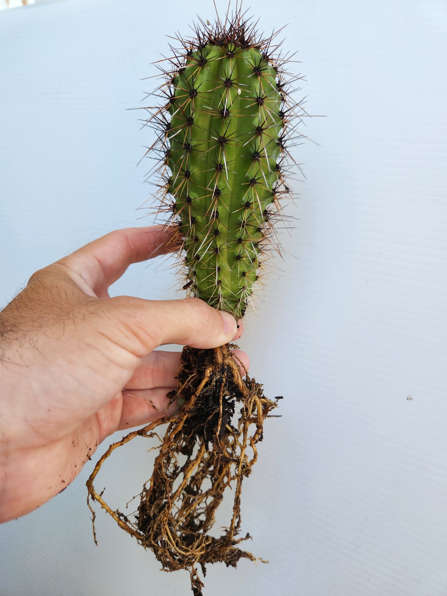 Organ Pipe Cactus