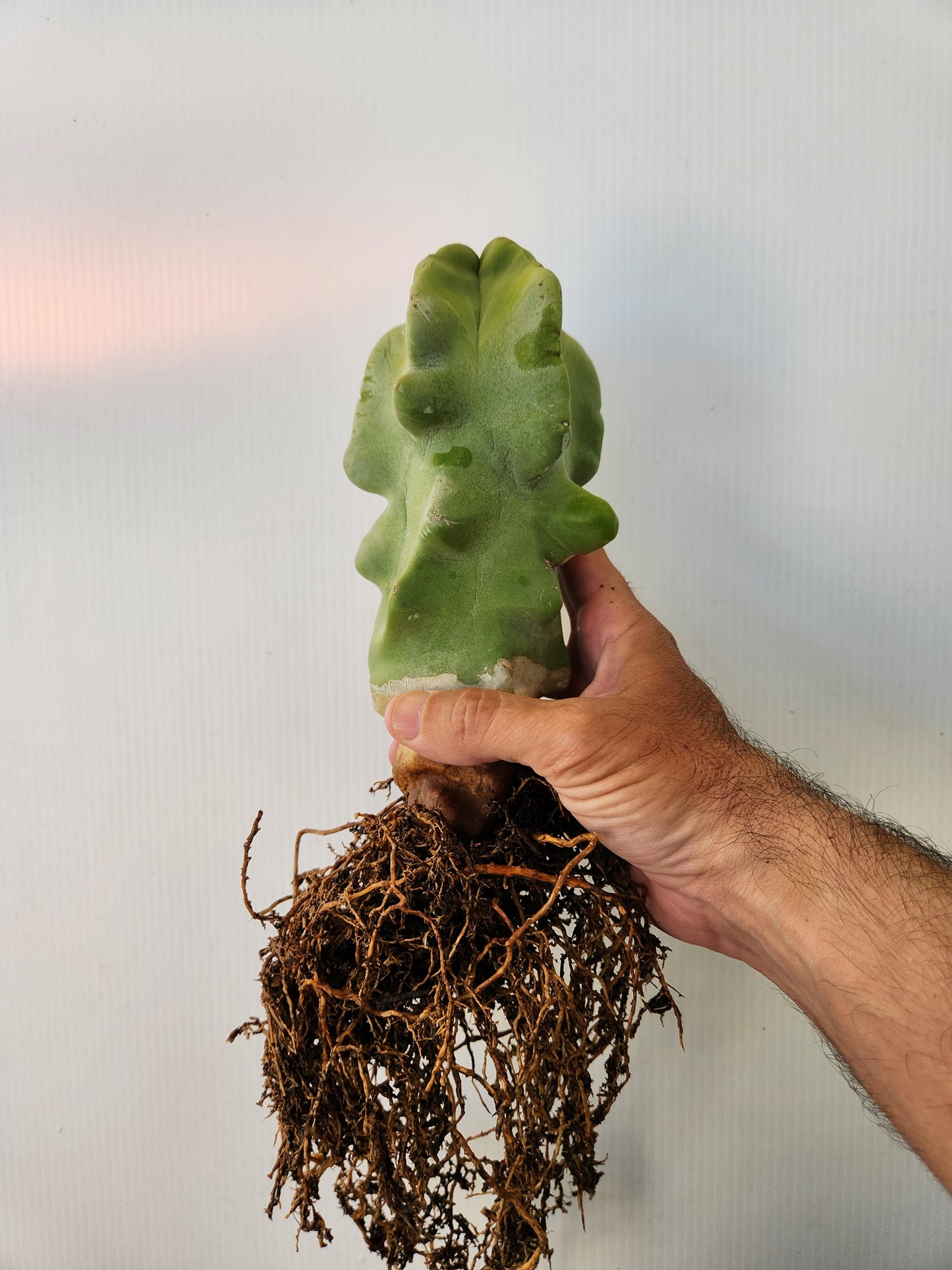 Totem Pole Cactus - Lophocereus schottii 'Montrose'