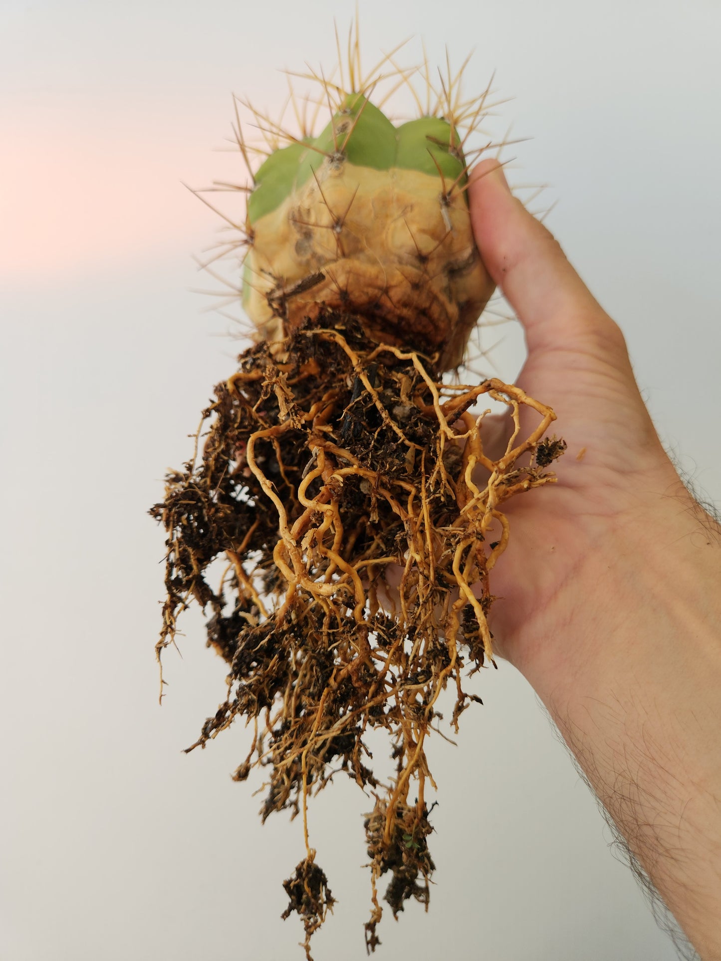 Argentine Saguaro - Trichocereus terscheckii