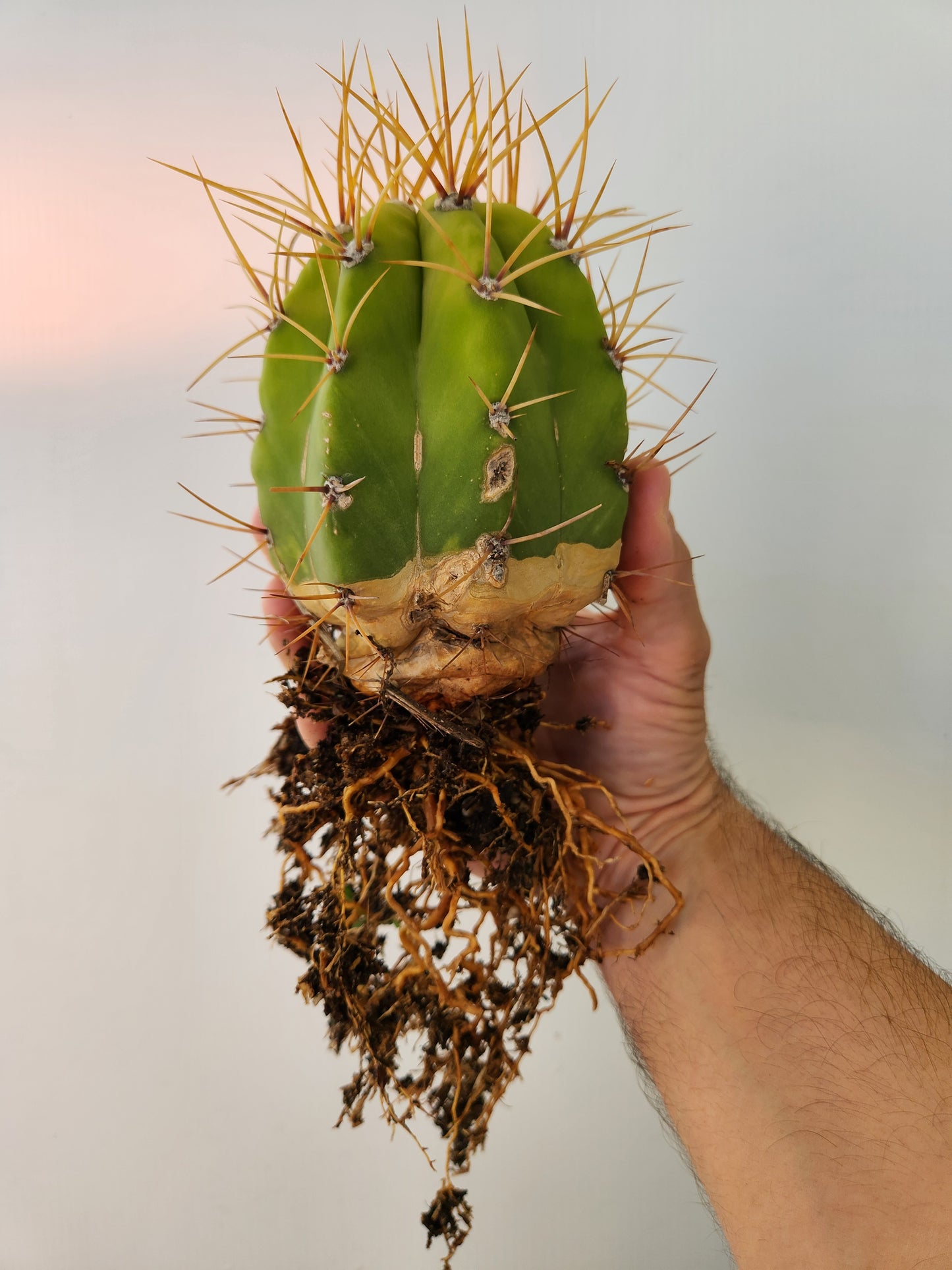Argentine Saguaro - Trichocereus terscheckii