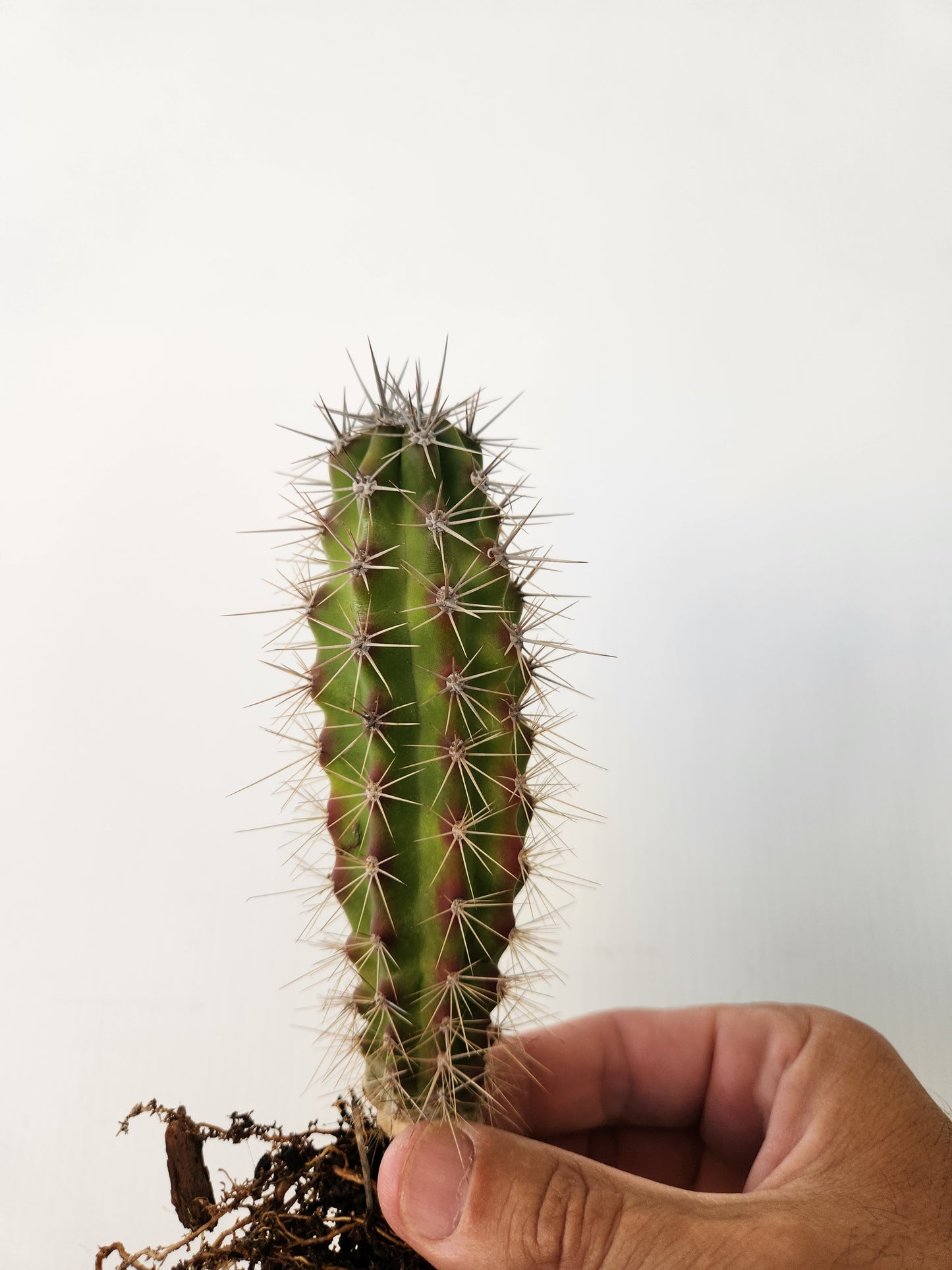 Sour Pitaya Cactus - Stenocereus gummosus