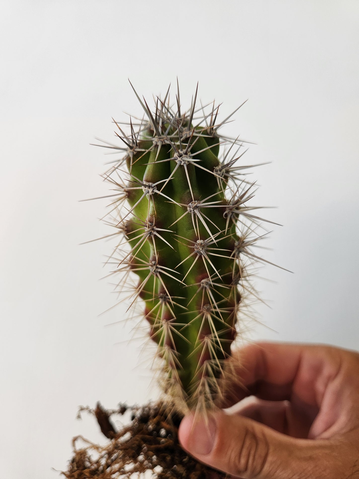 Sour Pitaya Cactus - Stenocereus gummosus