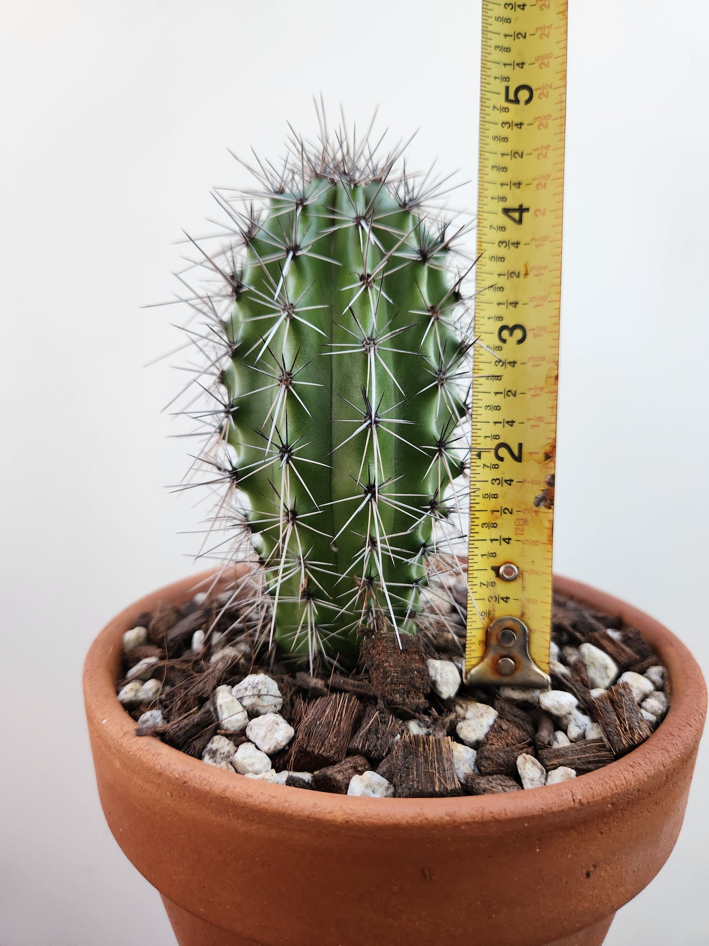 Organ Pipe Cactus