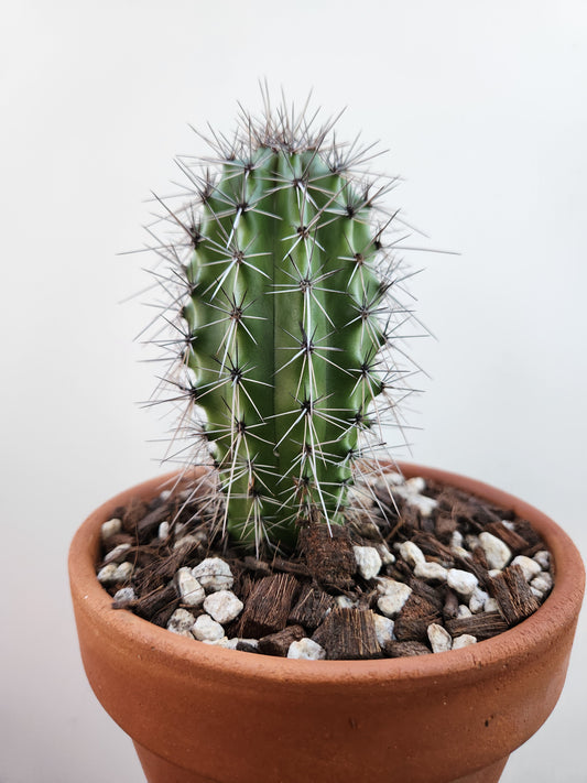 Organ Pipe Cactus