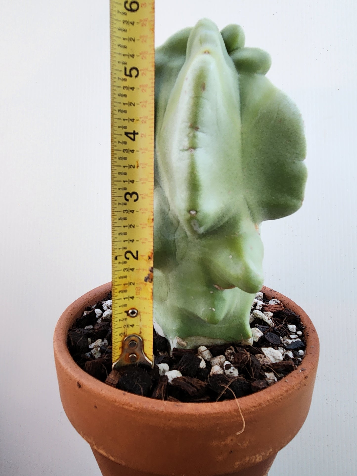Totem Pole Cactus - Lophocereus schottii 'Montrose'