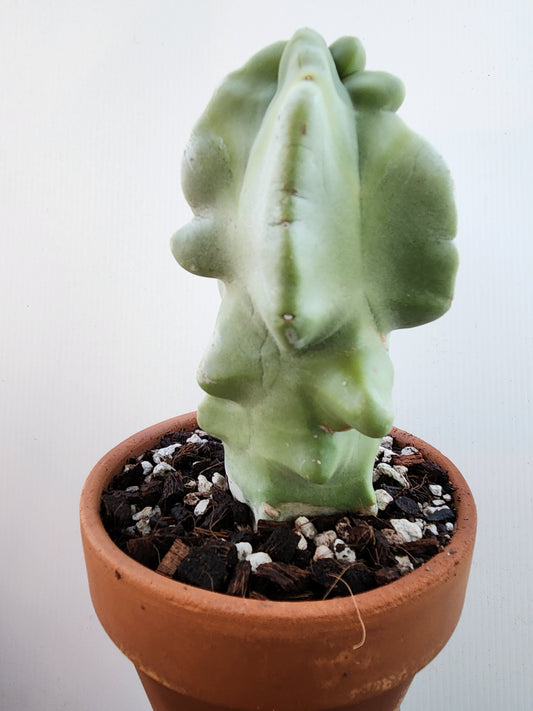 Totem Pole Cactus - Lophocereus schottii 'Montrose'