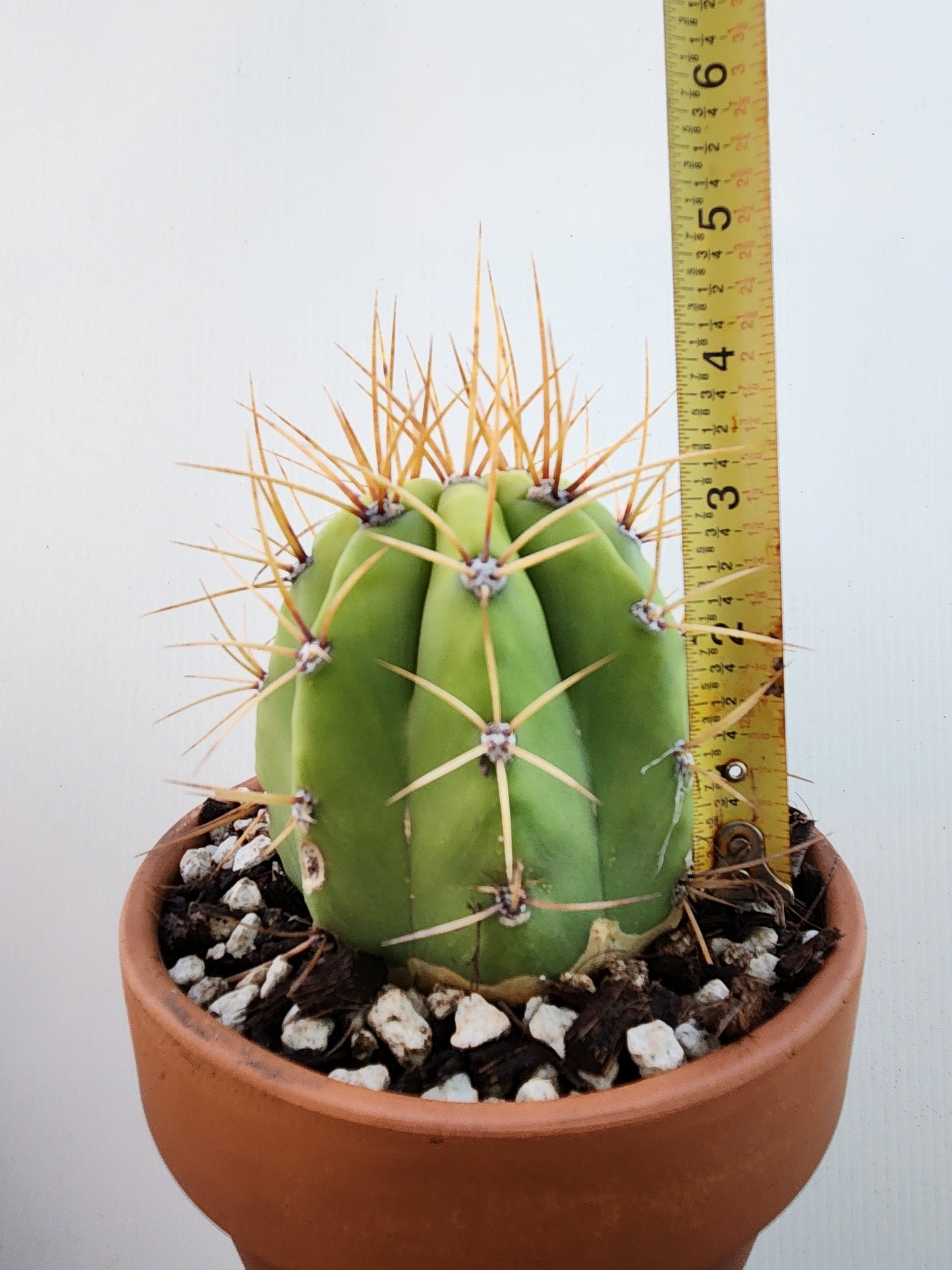 Argentine Saguaro - Trichocereus terscheckii