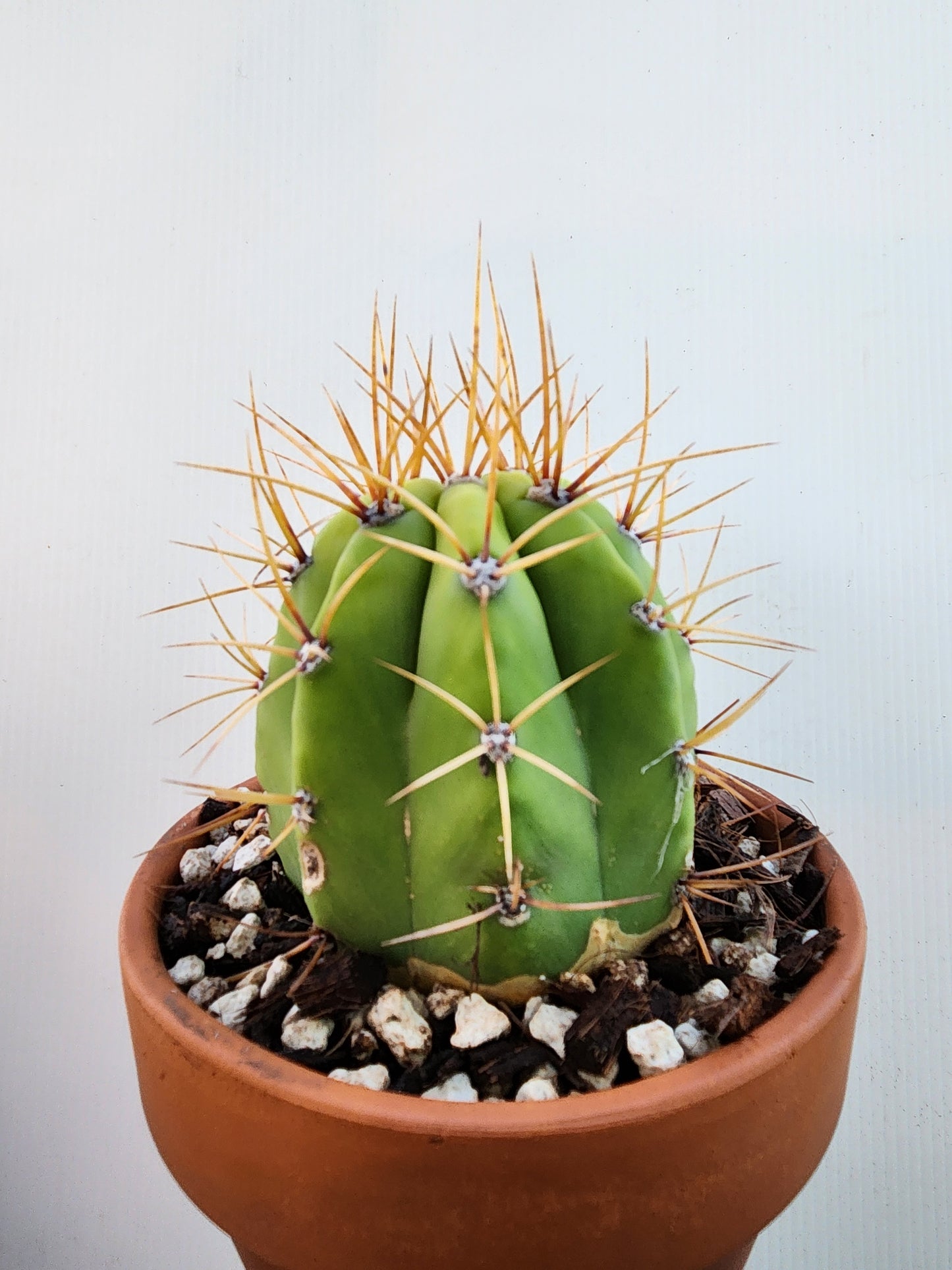 Argentine Saguaro - Trichocereus terscheckii