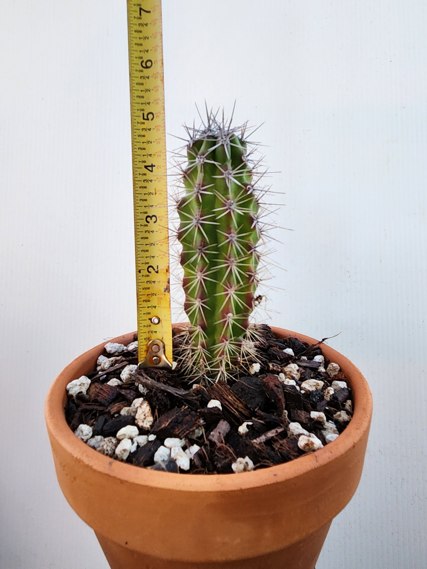 Sour Pitaya Cactus - Stenocereus gummosus