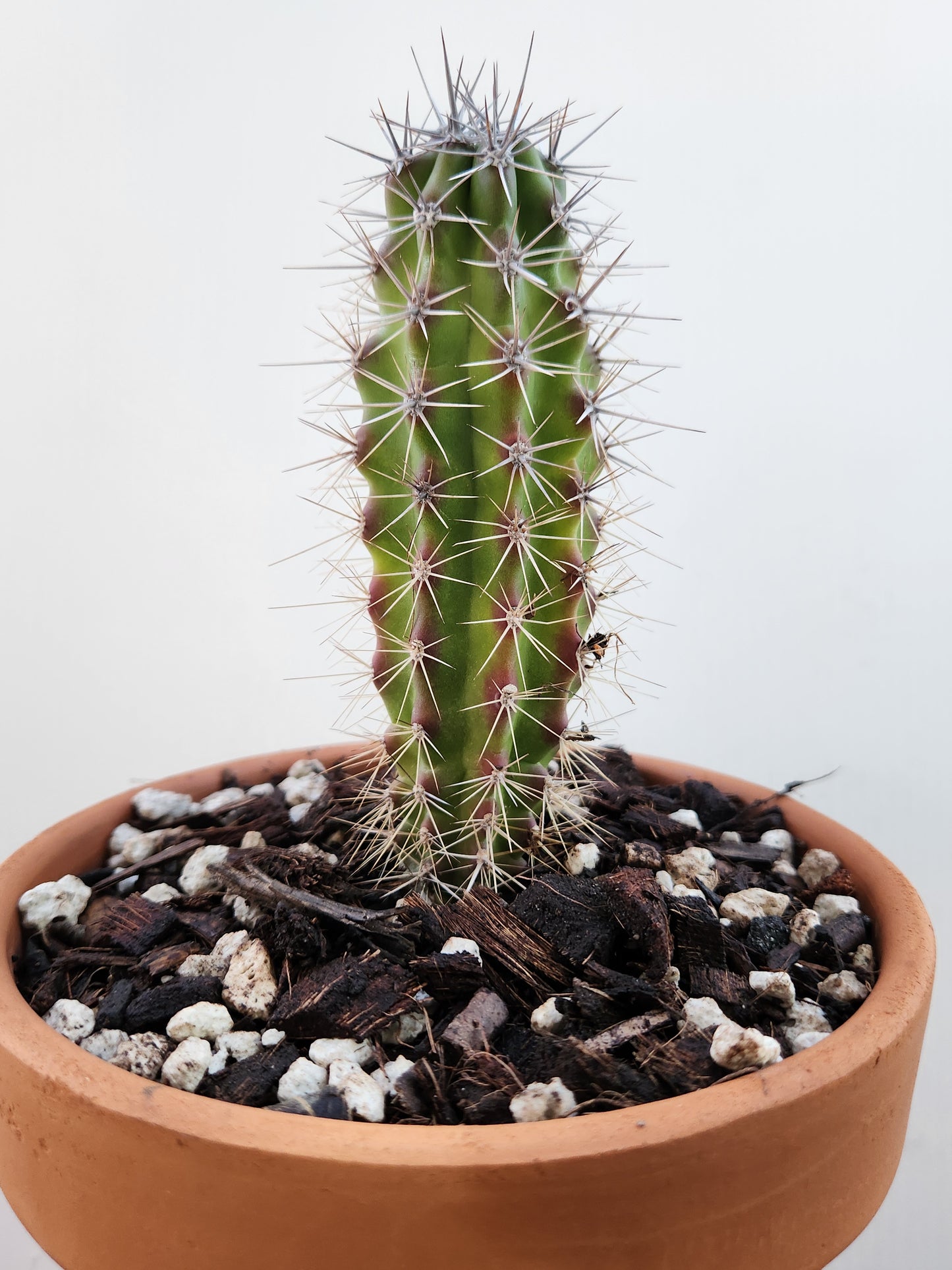 Sour Pitaya Cactus - Stenocereus gummosus