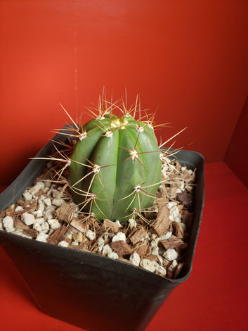 Trichocereus / Echinopsis