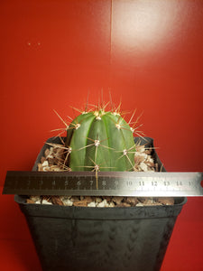 Trichocereus terscheckii - Echinopsis