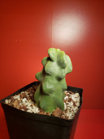 Totem Pole Cactus - Lophocereus schottii 'Montrose'