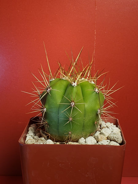 Trichocereus terscheckii - Echinopsis