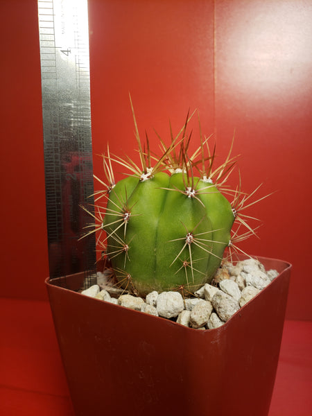 Trichocereus terscheckii - Echinopsis